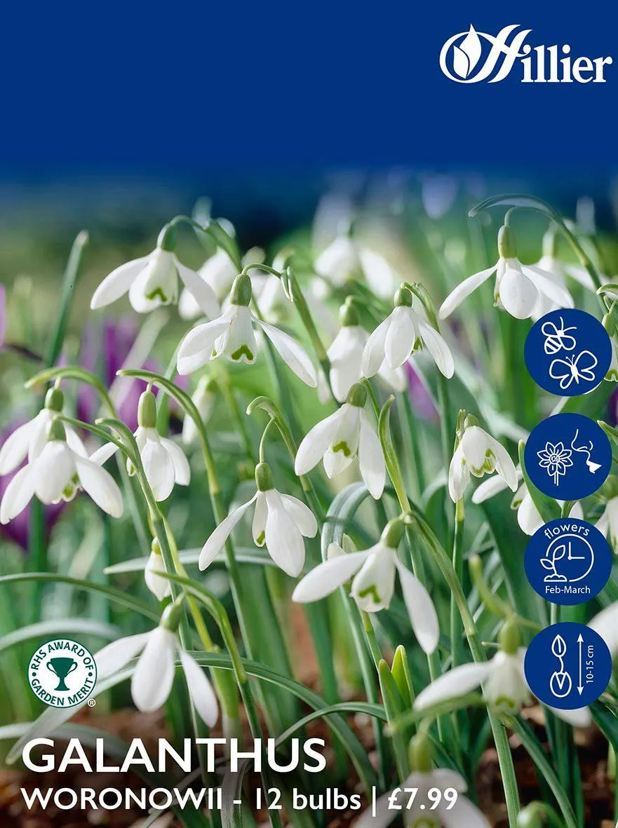 Snowdrop Bulbs Woronwii