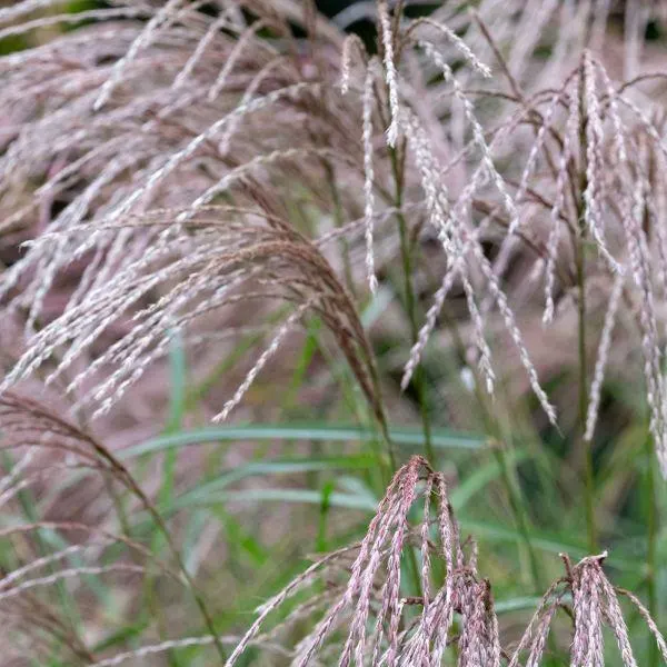 Miscanthus sinensis 'Flamingo' 3 Litre