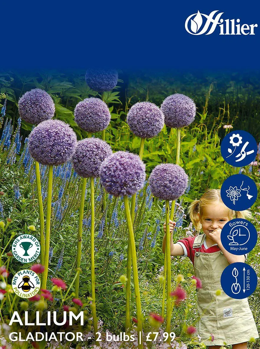 Allium Bulbs Gladiator