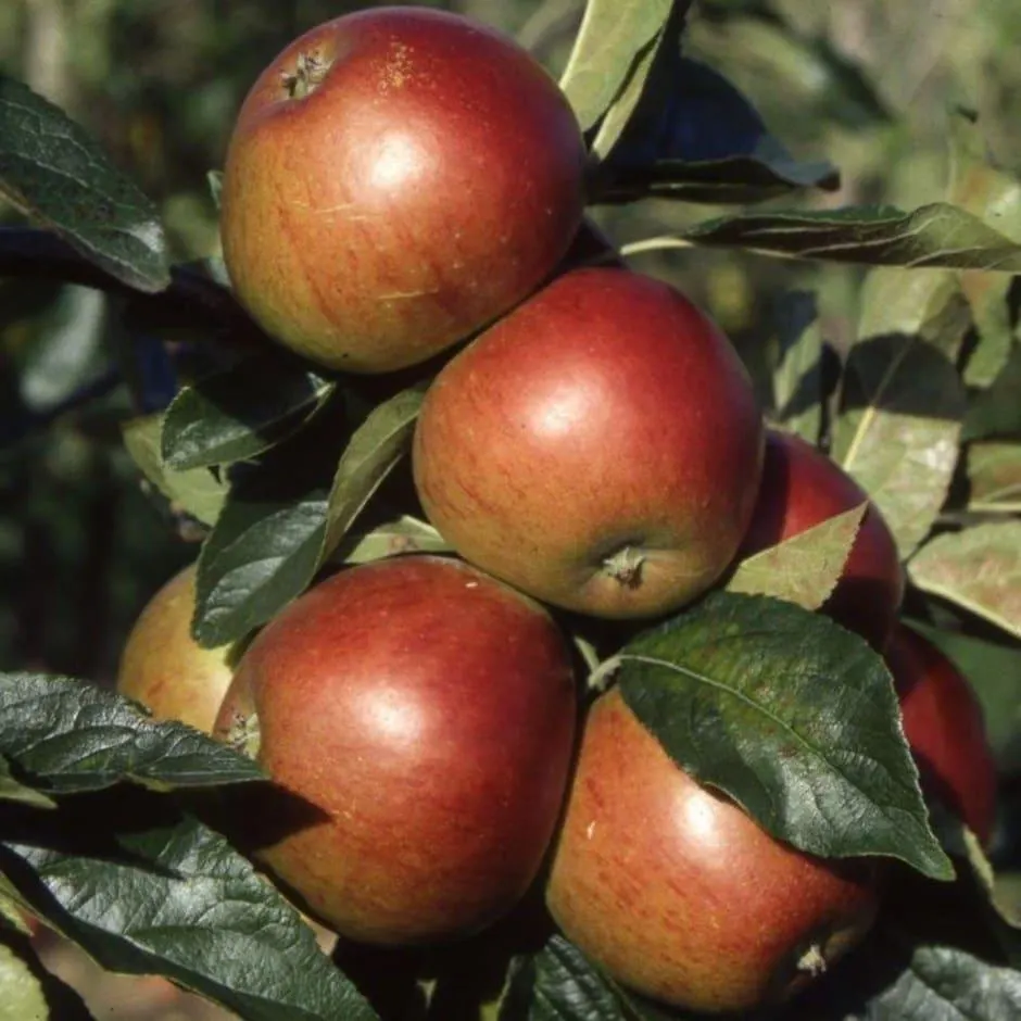 apple 'Ellison's Orange'