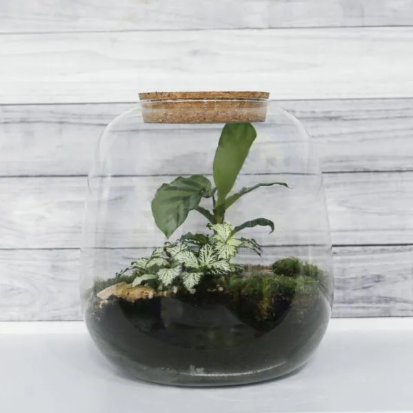 Bottle Garden 19cm x 20cm