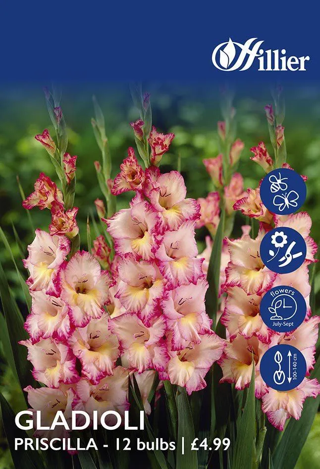 Gladioli Priscilla Bulbs