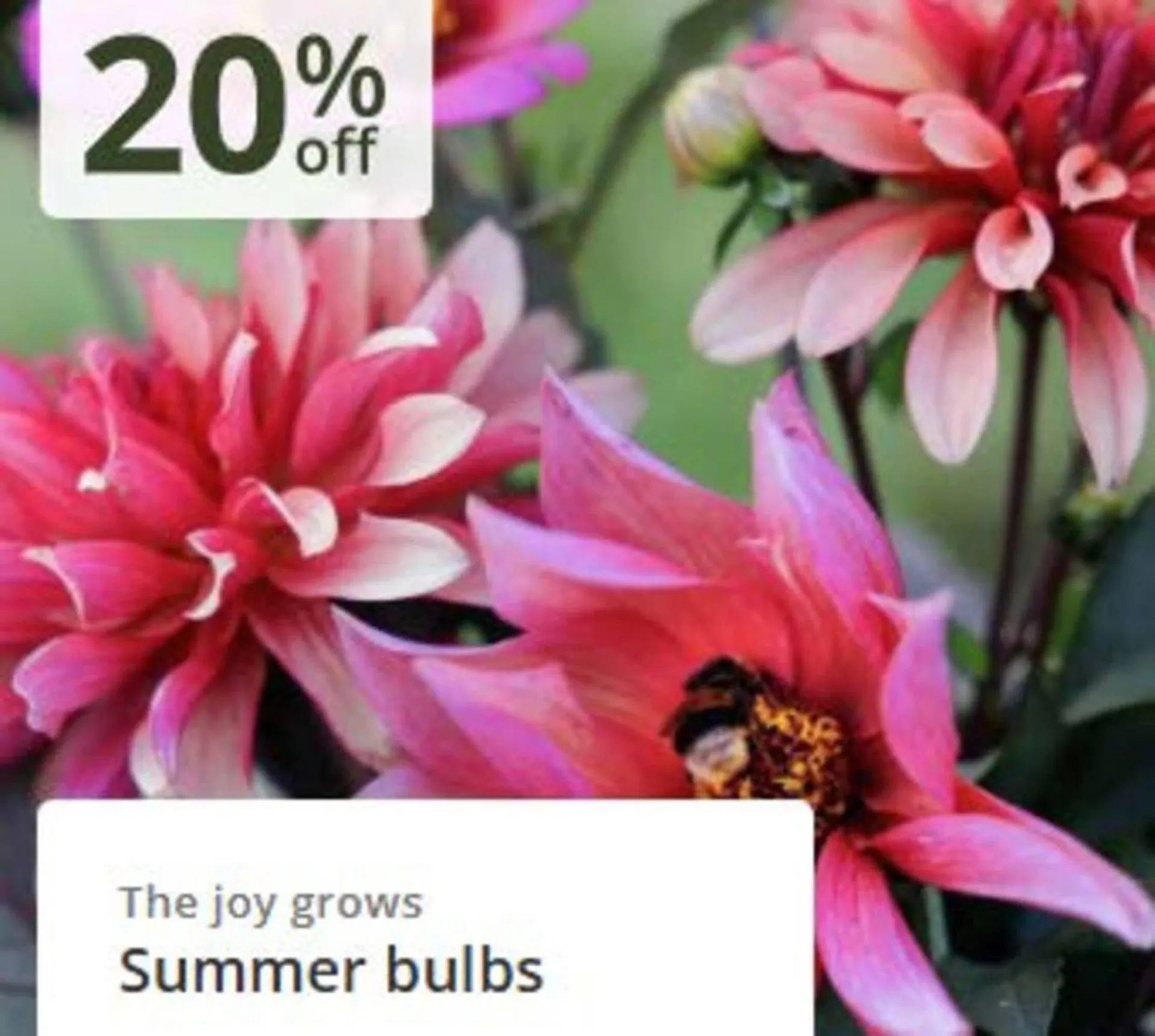 Crocus leaflet from 24 February to 16 March 2026 - Catalogue Page 3