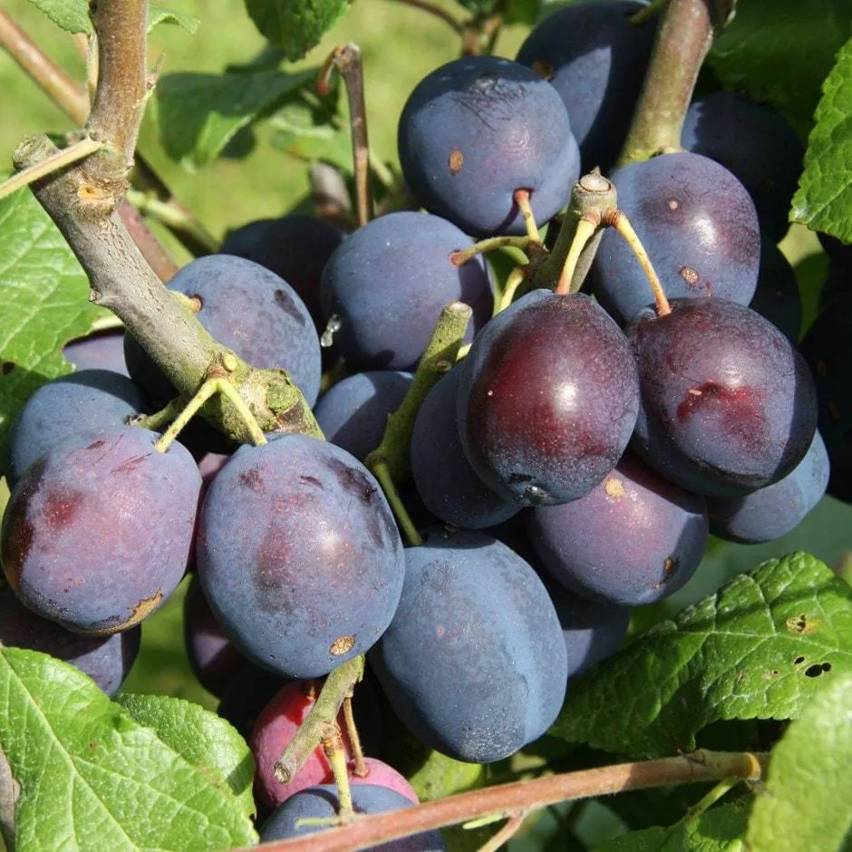 damson 'Merryweather Damson'