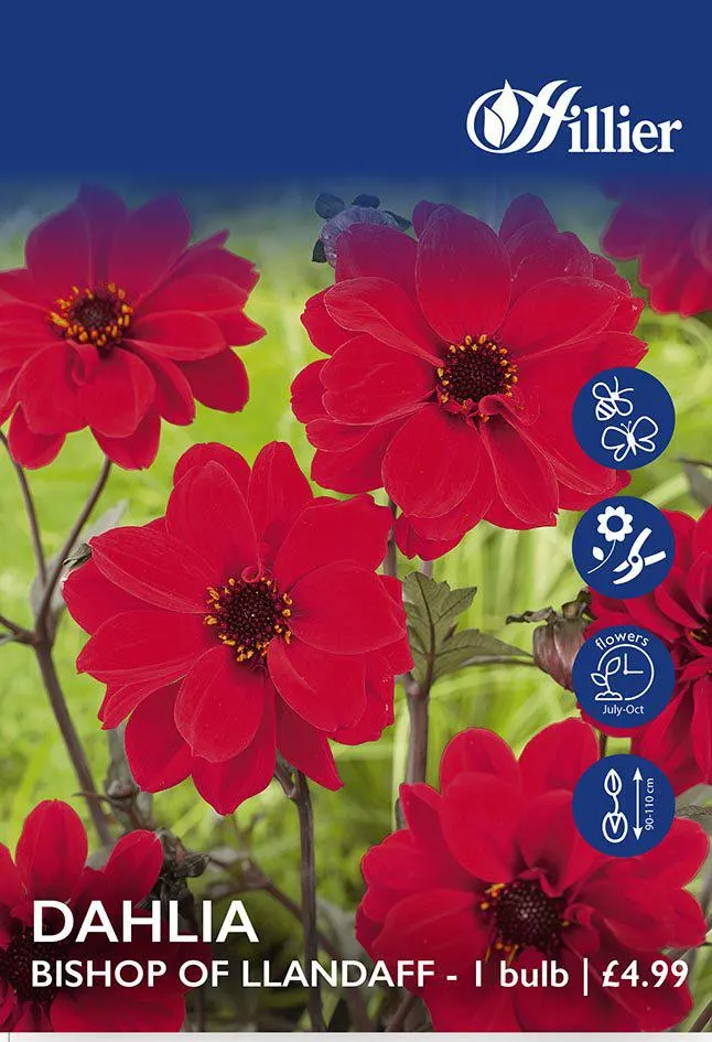 Dahlia Bishop Of Llandaff Tubers