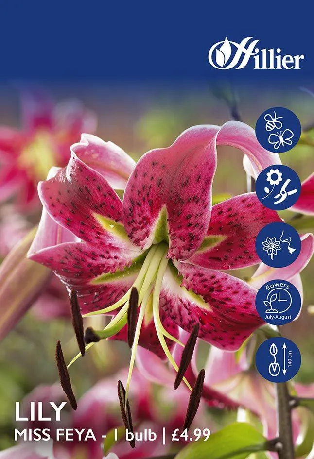 Lily Miss Feya Bulbs