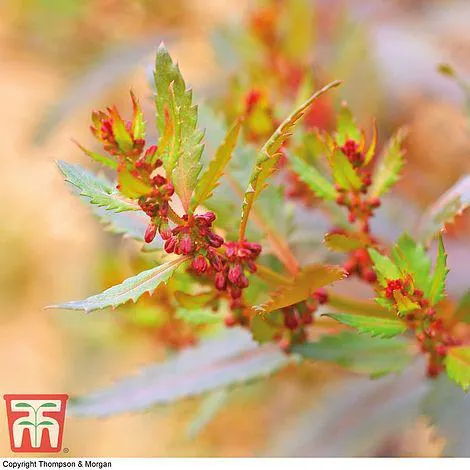 Haloragis erecta 'Melton Bronze' - Seeds