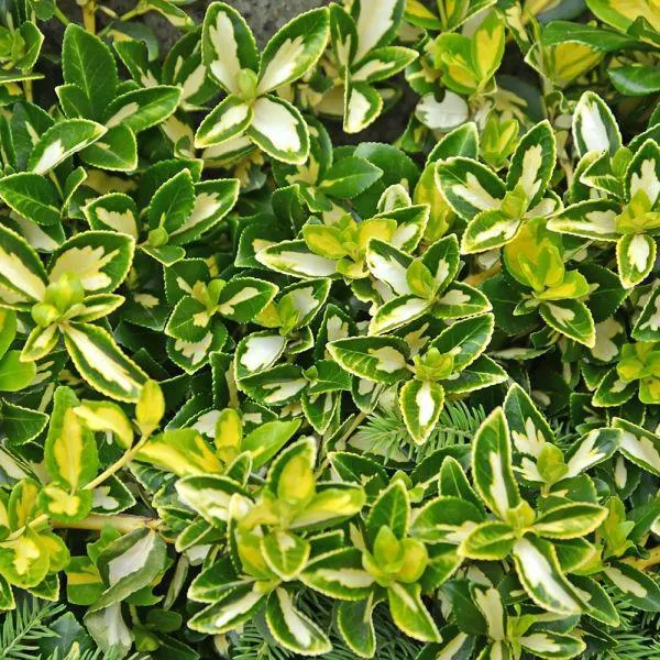 Euonymus fortunei 'Blondy' 3 Litre