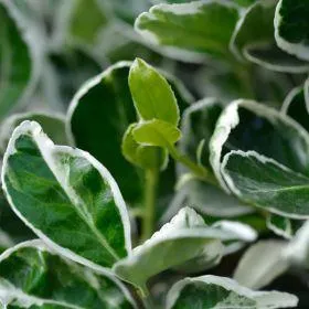 Euonymus japonicus 'Kathy' 2 Litre