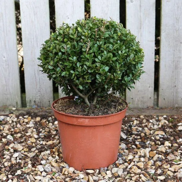 Ilex crenata Caroline Upright 10 Litre
