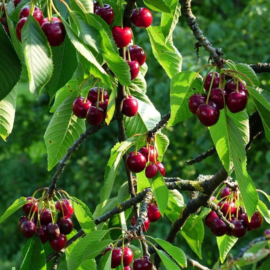 cherry 'Regina'