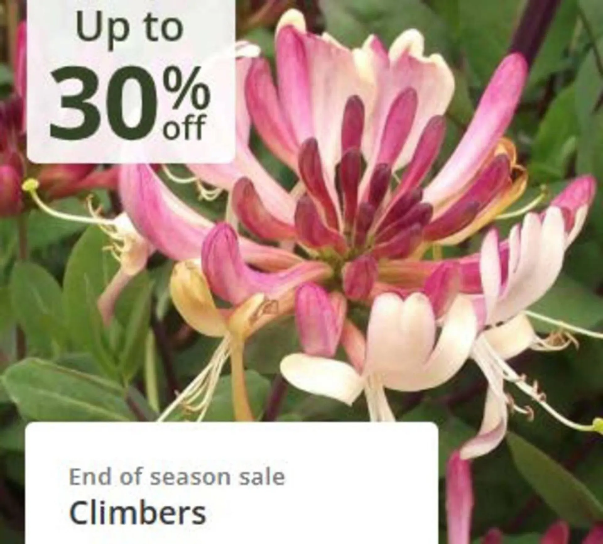 Crocus leaflet from 21 October to 8 November 2025 - Catalogue Page 2