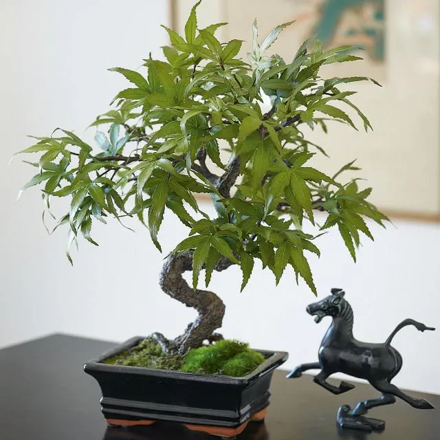 Maple Leaf Bonsai