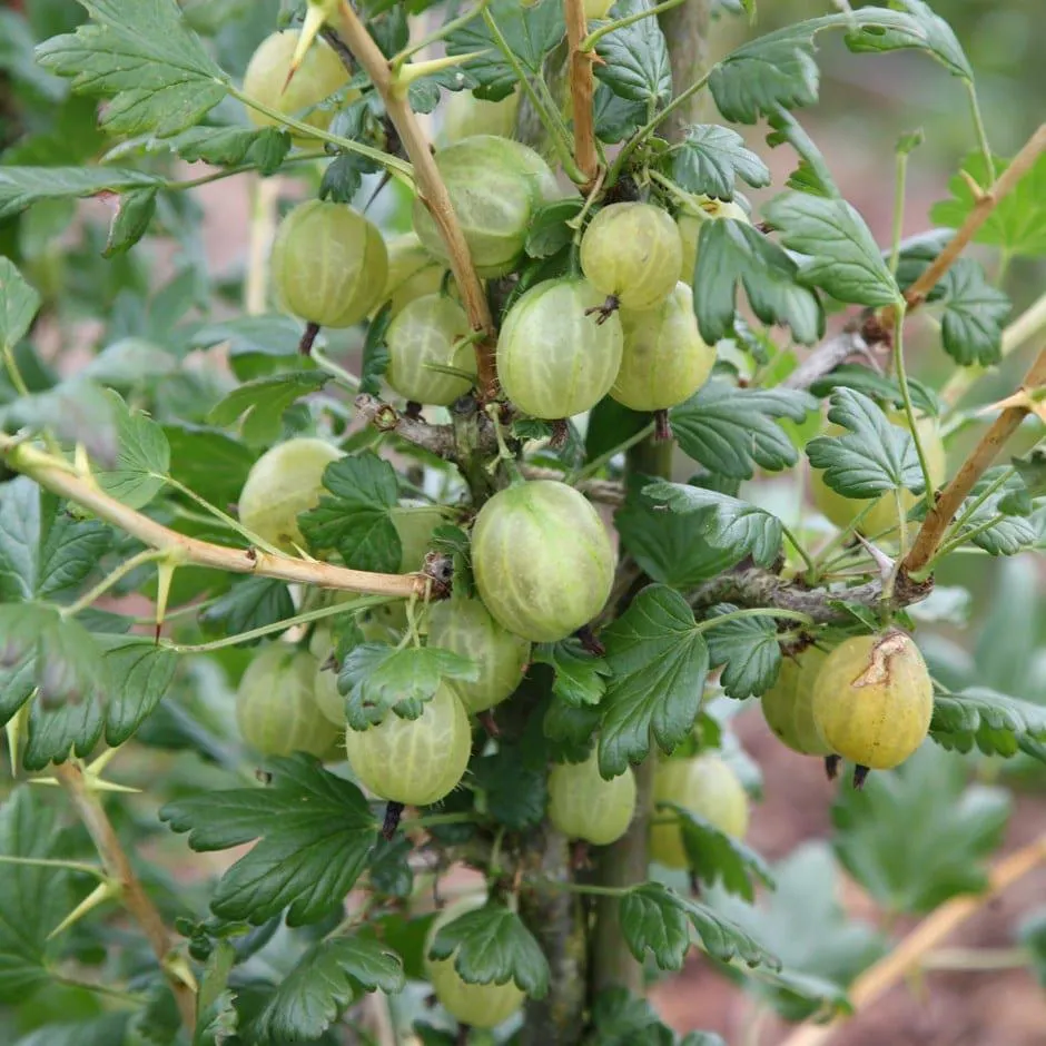 gooseberry 'Invicta'