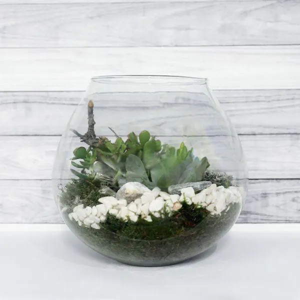 Bottle Garden - Succulents 23cm x 25cm