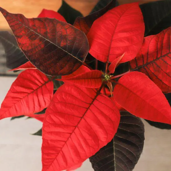 Poinsettia 10.5cm