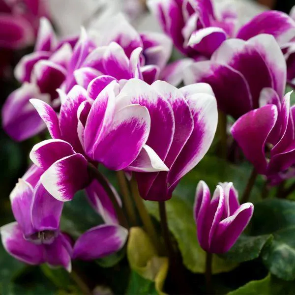 Cyclamen Purple Bicolour 1.5 Litre