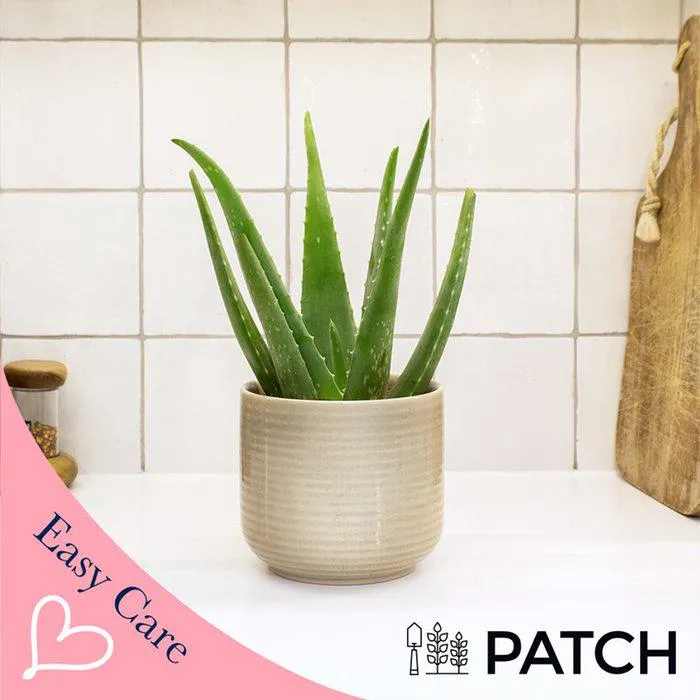 Patch 'Franky' in Cream Ceramic Pot