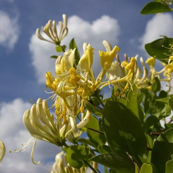 Lonicera in Variety 2 Litre