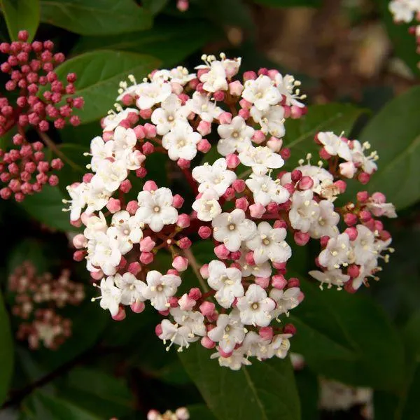Viburnum Tinus Lisarose 4.5 Litre