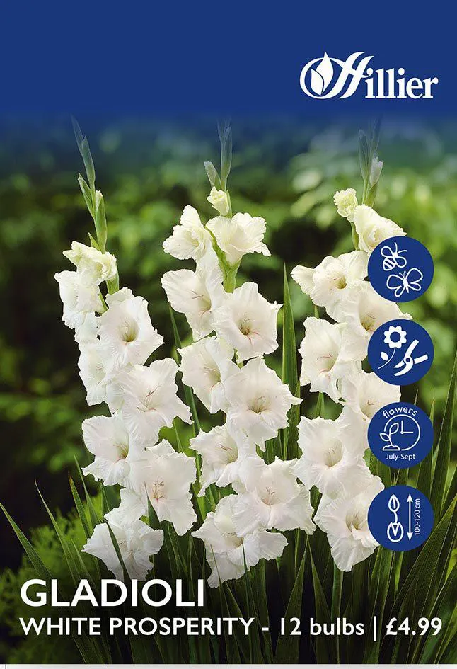 Gladioli White Prosperity Bulbs