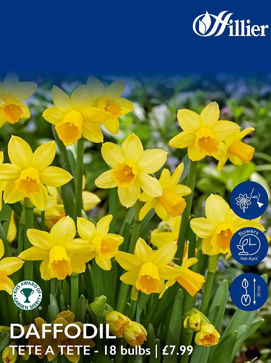 Daffodil Bulbs Tete A Tete
