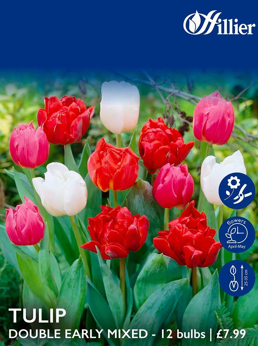 Tulip Bulbs Double Early Mixed