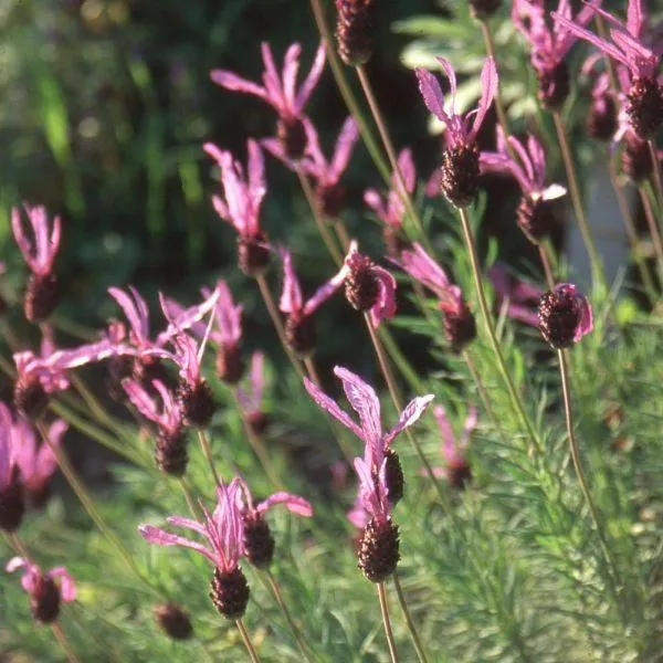 French Lavender 'Papillon' 2 Litre
