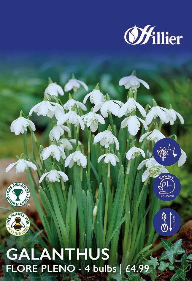 Snowdrop Bulbs Flore Pleno