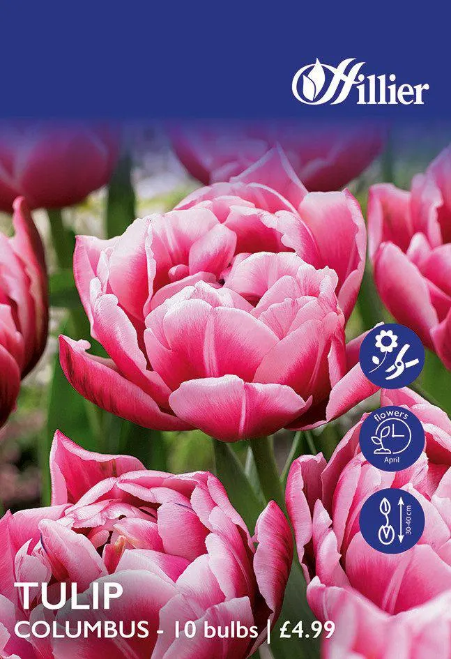 Tulip Bulbs Columbus