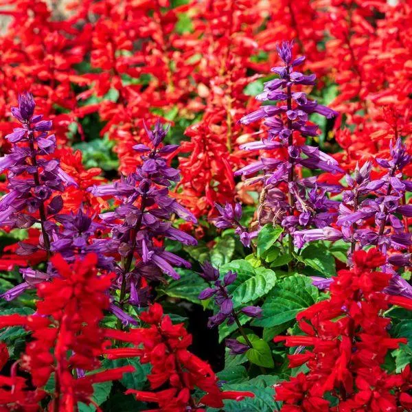 Salvia Mixed 6 Pack
