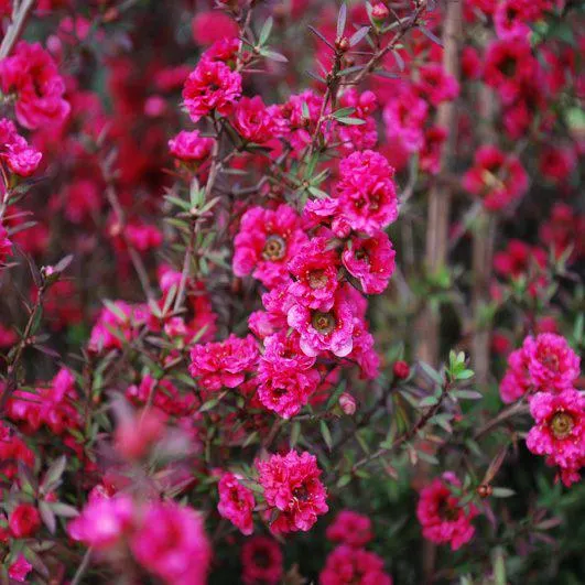 Leptospermum scoparium ‘Red Damask’ 3L