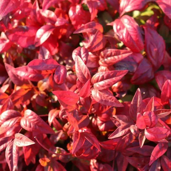 Nandina 'Obsessed' 8 Litre