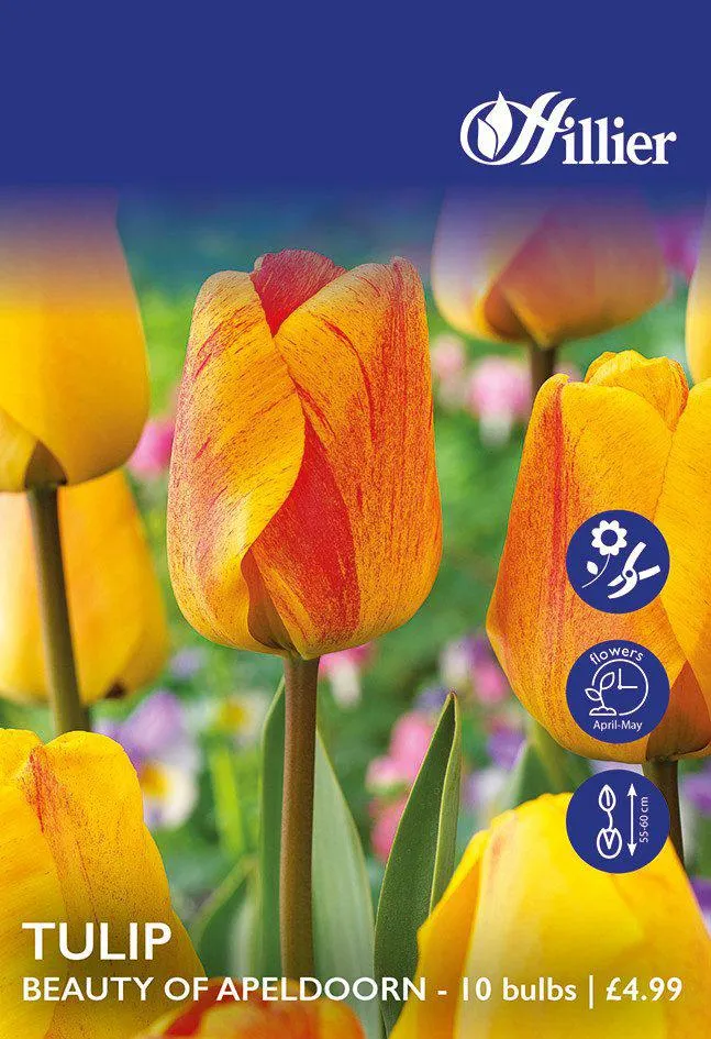 Tulip Bulbs Beauty Of Apeldoorn