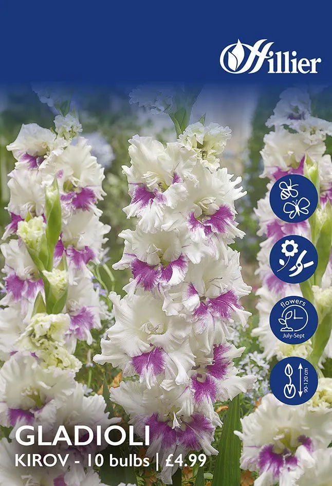Gladioli Kirov Bulbs