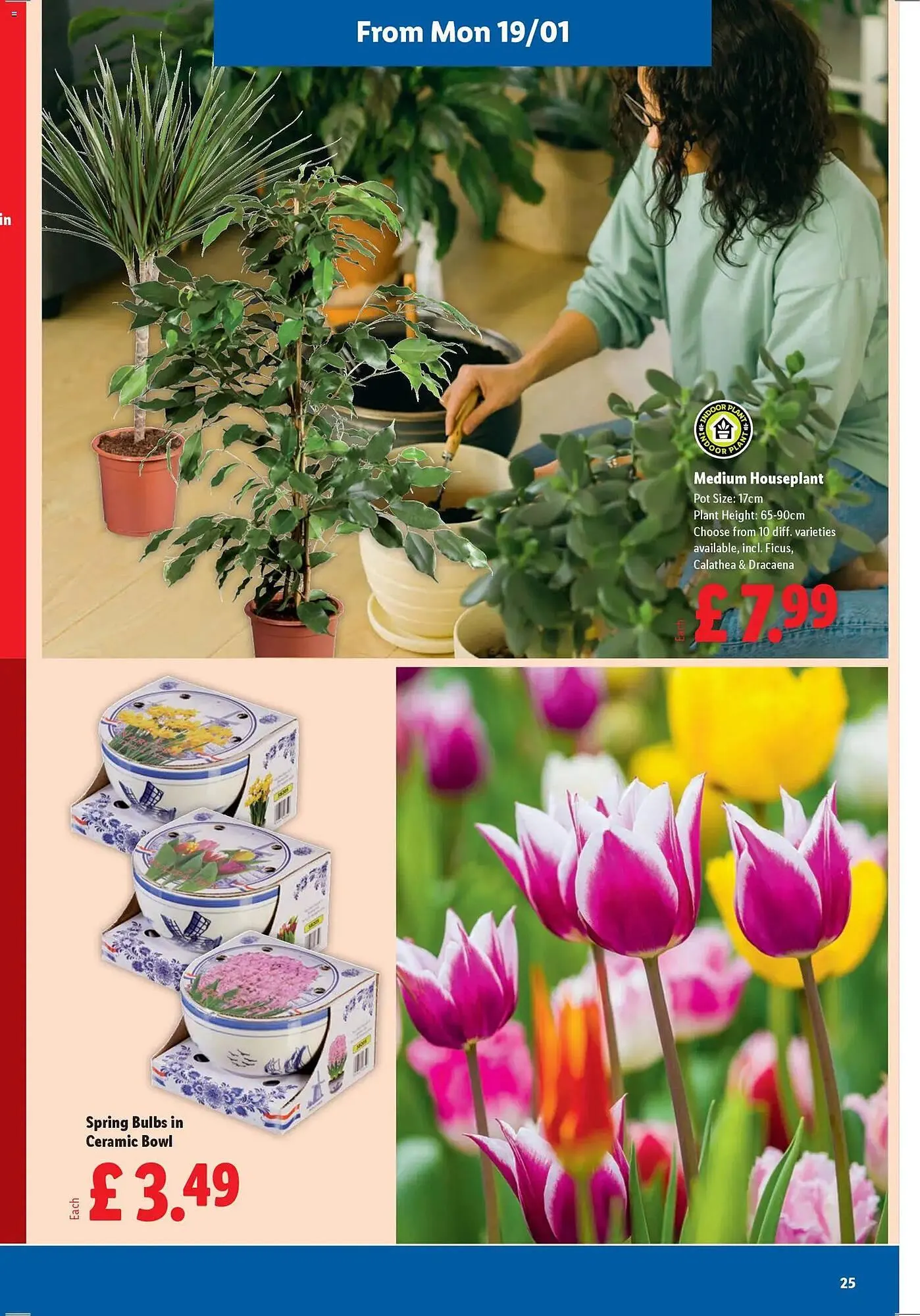 Lidl leaflet from 15 January to 21 January 2026 - Catalogue Page 25