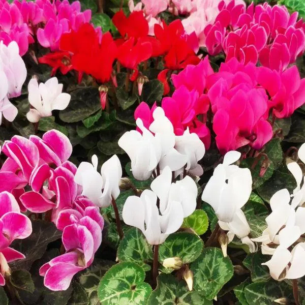 Cyclamen 4 Pack
