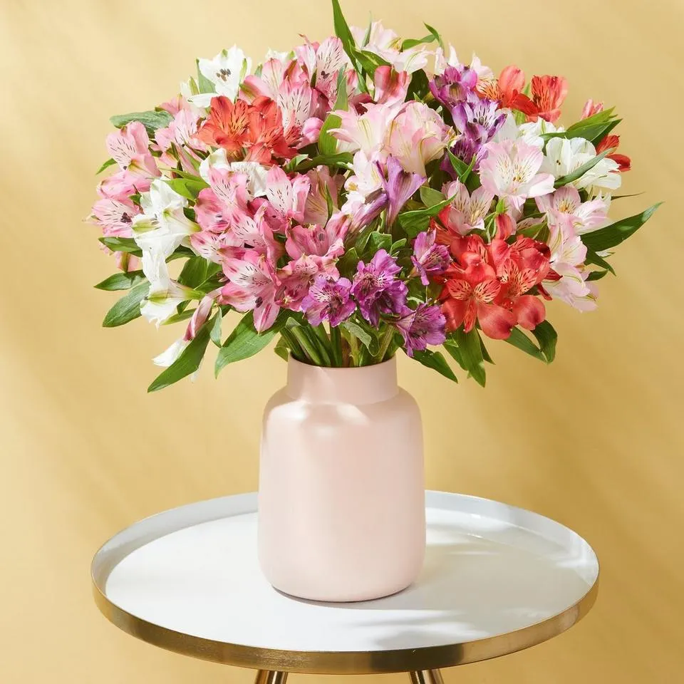 Amazing Alstroemeria