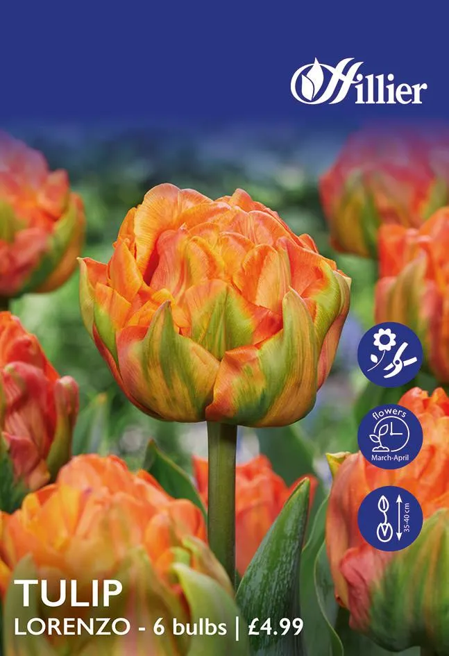 Tulip Bulbs Lorenzo