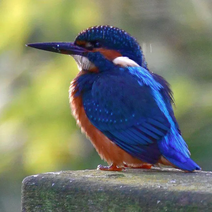 A Private Wildlife Tour for Two with The Bird Whisperer