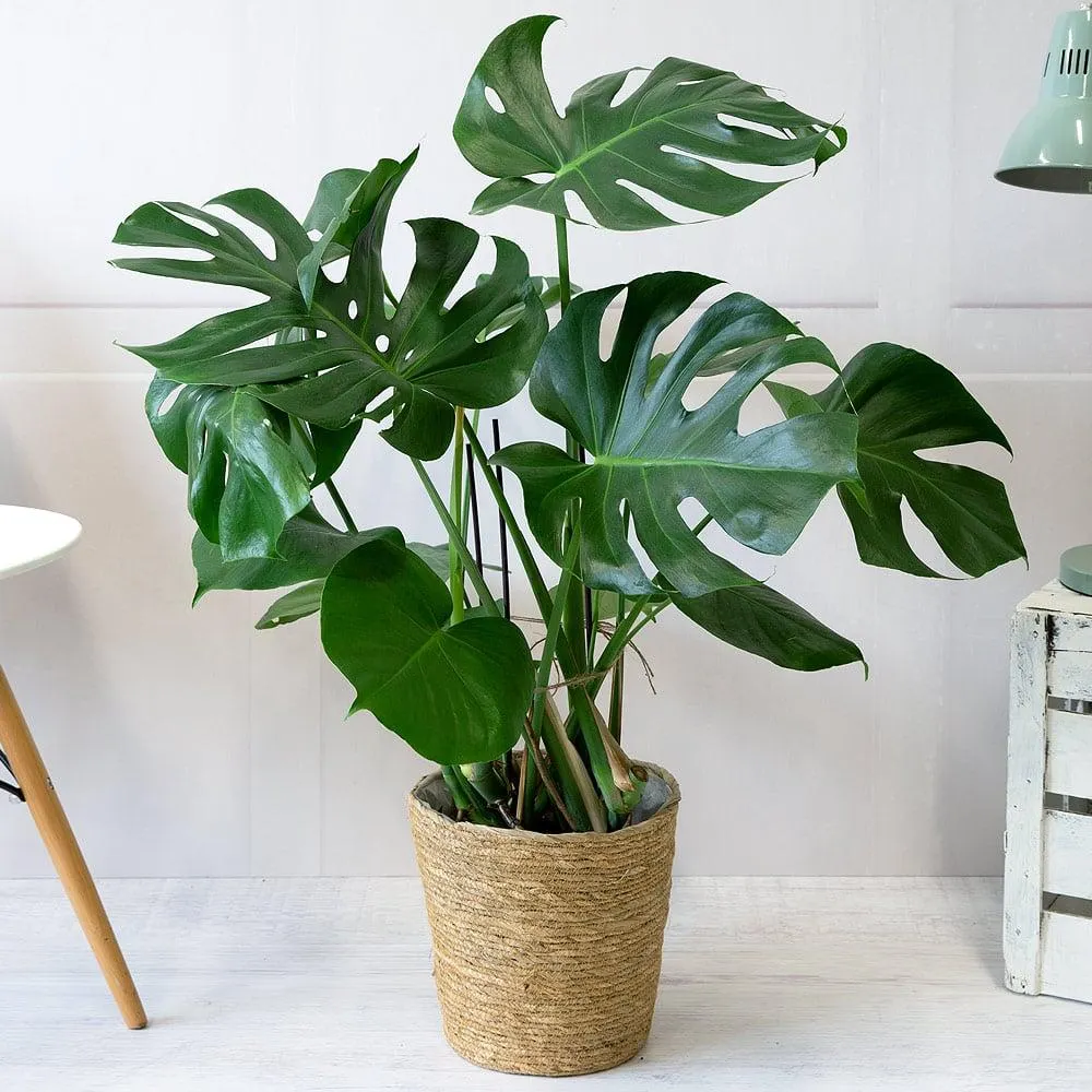 Large Monstera Plant