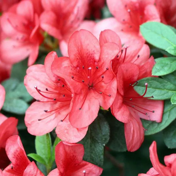 Azalea japonica 2 Litre