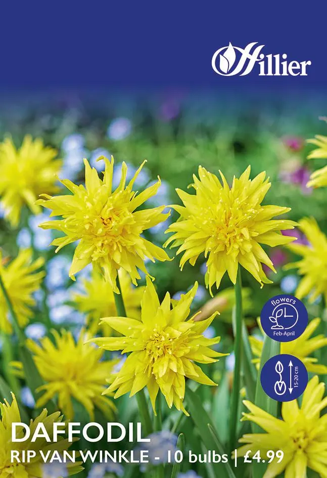 Daffodil Bulbs Rip Van Winkle