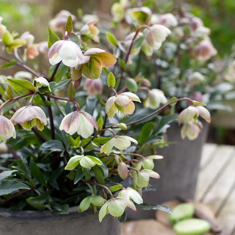 Helleborus × sahinii 'Winterbells' (PBR)