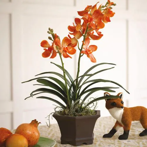 Orange Potted Vanda Orchid