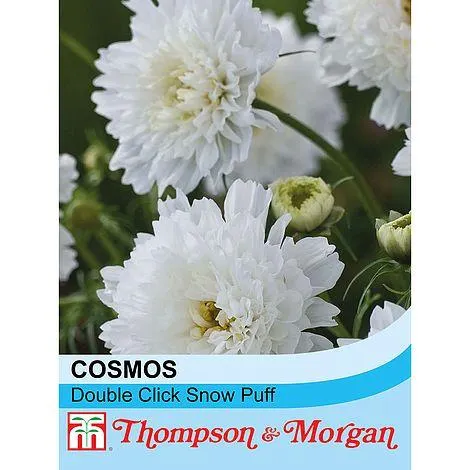 Cosmos bipinnatus 'Double Click Snow Puff' - Seeds
