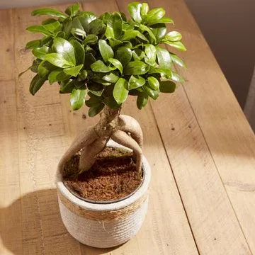 Ficus Ginseng