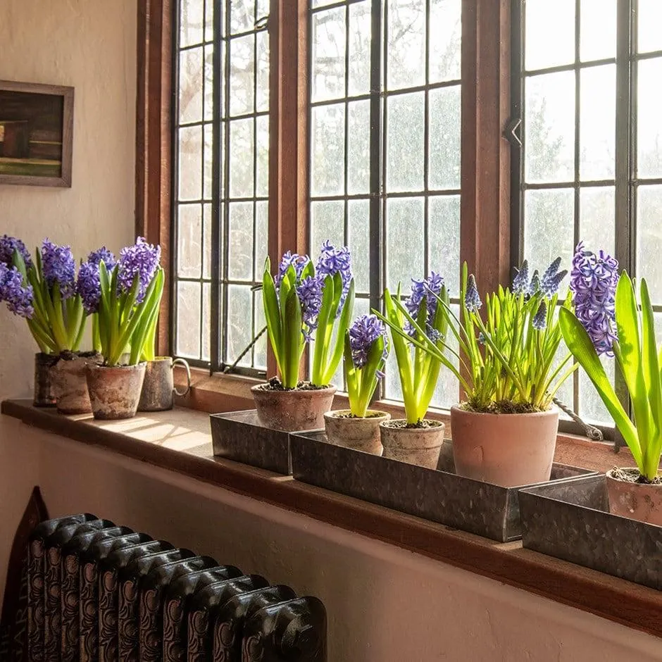 Grow trays landscape - set of 3