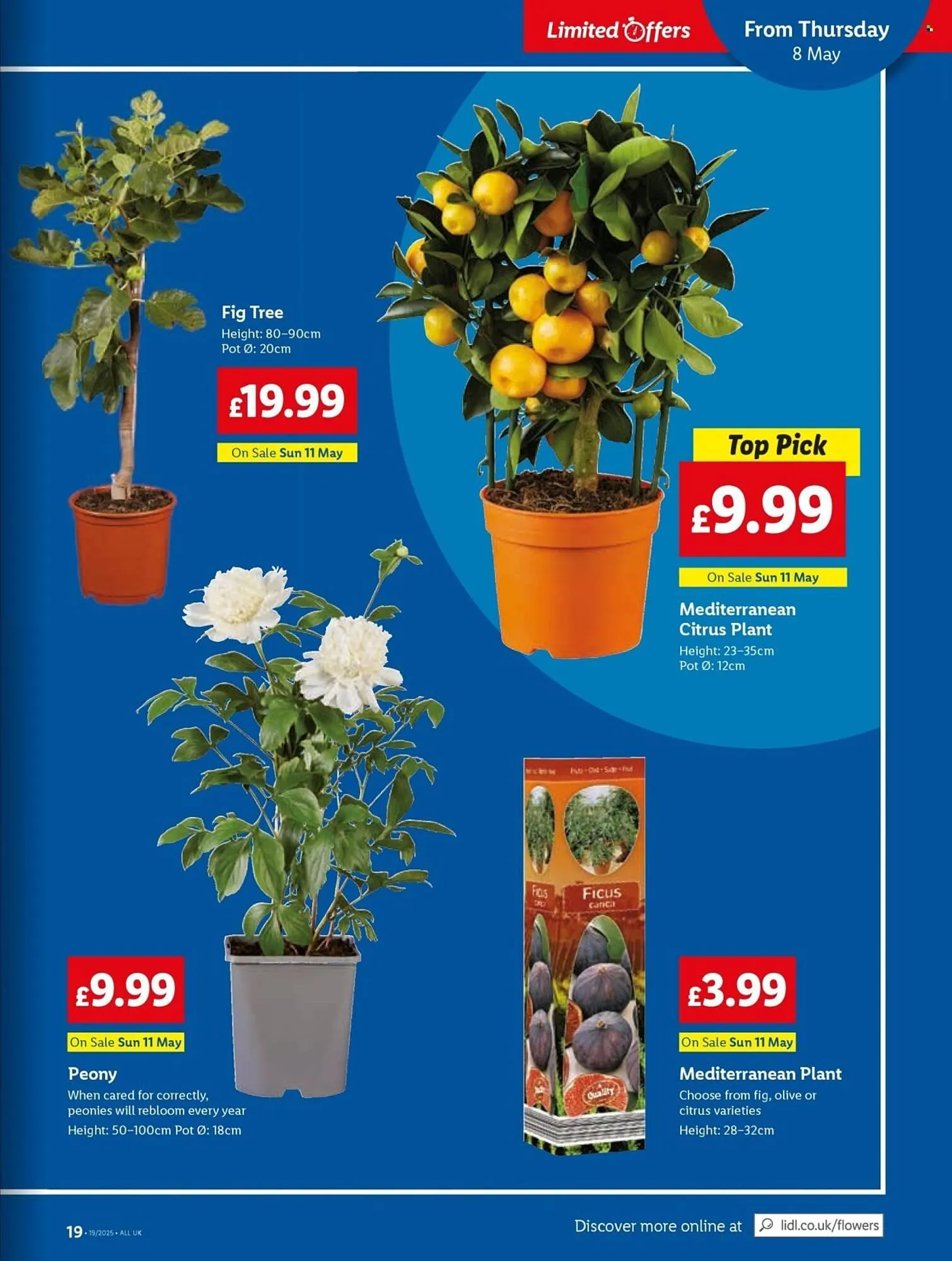 Lidl leaflet from 8 May to 14 May 2025 - Catalogue Page 19