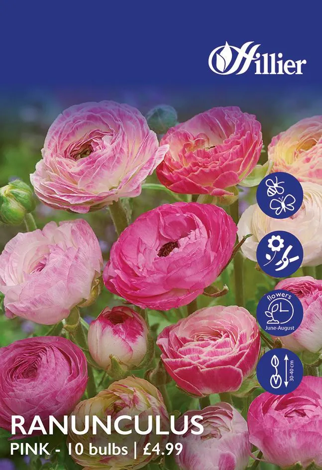 Ranunculus Bulbs Pink